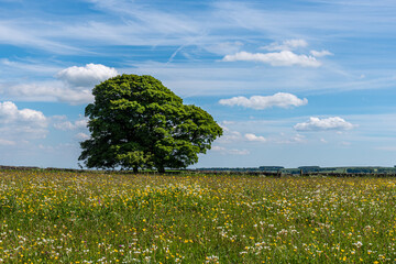 tree in field and meadows with blue sky and clouds