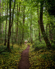 Obraz premium footpath in the woods