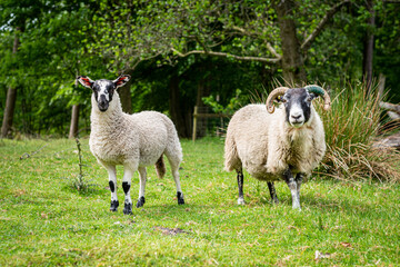 Obraz premium sheep and lamb on a meadow by the trees