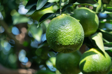 Fresh ripe tangerine orange on the tree in the orange garden orchard.