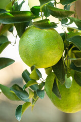 Fresh ripe tangerine orange on the tree in the orange garden orchard.