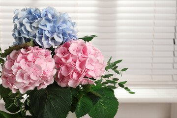 Beautiful hortensia flowers indoors. Space for text