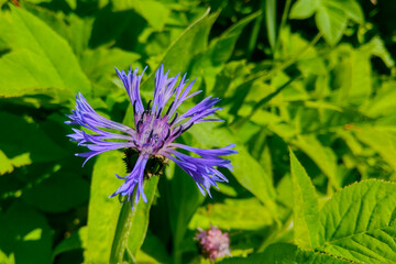 Close-up of a blue cornflower in a green meadow.