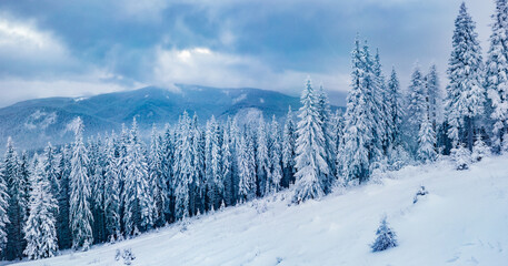 Amazing winter view of mountain forest. Majestic morning scene of Carpathian mountains, Ukraine. Beauty of nature concept background.