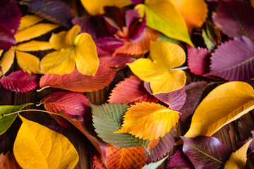 Autumn background, red, yellow, green leaves on a wooden brown background	