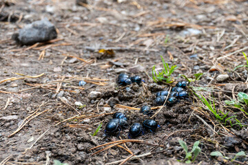 Beetles on the ground