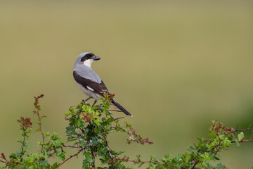 Lesser Gray Shrike (Lanius minor) perched in a tree