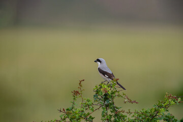 Fototapeta premium Lesser Gray Shrike (Lanius minor) perched in a tree