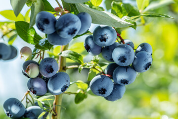 Ripe blueberries (bilberry) on a blueberry bush on a nature background. - obrazy, fototapety, plakaty