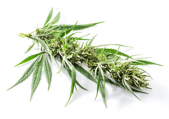 Raceme top of cannabis plant isolated on white background. Close up.