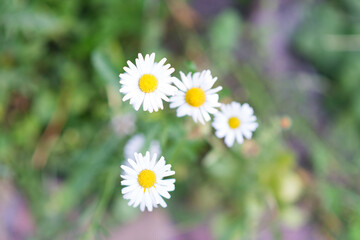 Summer meadow with blooming daisy flowers. Small-petalled garden flowers on a lawn on a warm summer day.	
