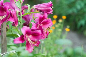 Beautiful lily flower on a background of green leaves. Lily flowers in the garden. Background texture with burgundy buds. Image of a flowering plant with crimson flowers of a varietal lily.