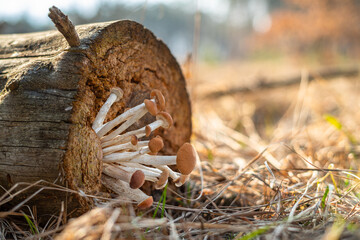 Armillaria mellea or honey mushrooms growing on the timber in the forest close-up.