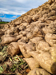 Zuckerrüben liegen auf dem Feld nach der Ernte