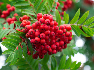 Rowan on a branch. Red rowan. Rowan berries on rowan tree. Sorbus aucuparia.