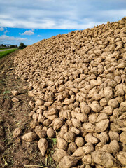 Zuckerrüben liegen auf dem Feld nach der Ernte