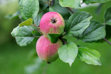 Ripe apples on the tree
