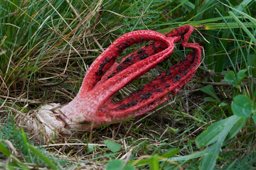 Inedible mushroom Clathrus archeri on the meadow. Known as octopus stinkhorn or devil's fingers. Wild red mushroom growing in the grass.
