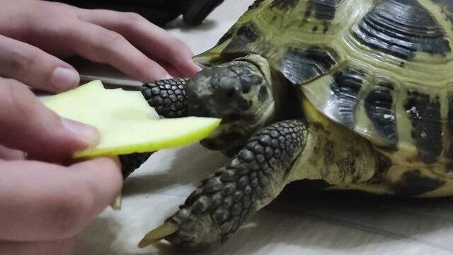 House turtle eating fruit on parquet
