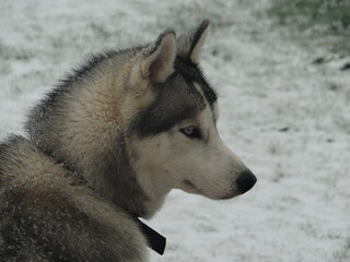 Chien Husky de profil 2
