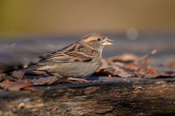 House Sparrow (Passer domesticus) fed on wooden table