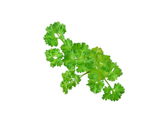 Fototapeta premium Parsley on white background. Top view