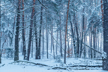 Leafless trees covered with snow. Beautiful winter background.