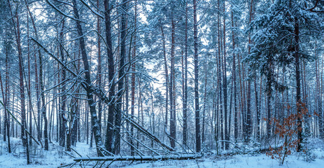 Leafless trees covered with snow. Beautiful winter background.