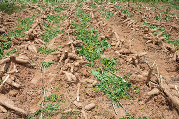 A large cassava root for making flour and other things.