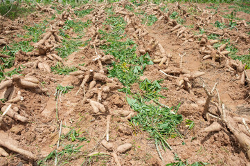cassava roots that farmers dig for sale