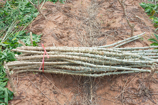 illustration of biology and agriculture, Mound layering is used