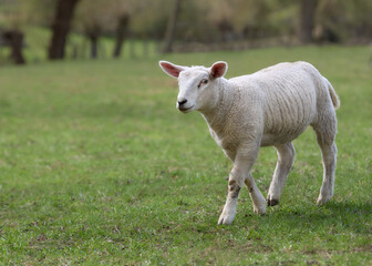 Lamb of white Flemish sheep in the meadow