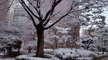 Snow covered a town and its park