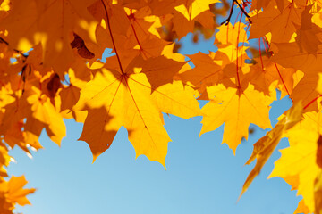 Framing with bright autumn maple foliage