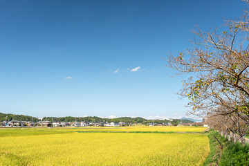 Golden ear of rice in Sanda, Hyogo, Japan