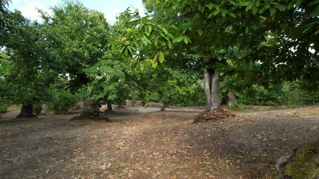 flyng through a splendid centuries-old chestnut forest. Autumn season just before harvest. Italy.