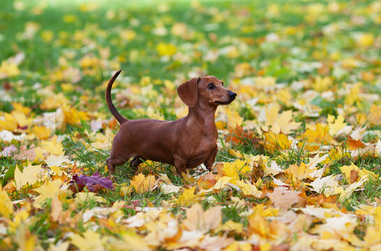 Brown dachshund stands on yellow maple leaves