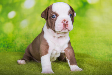 Funny American Bullies puppy on green background