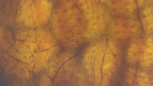 Bed bug Cimex lectularius under a microscope. Work of internal organs is visible. Order Hemiptera, Family Cimicidae. Feeds on human blood, male.