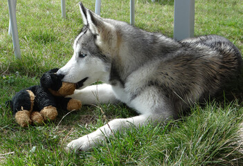 Jeune Husky et sa peluche favorite
