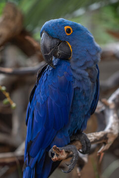 Close up of large bright blue Macaw