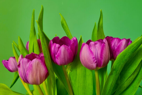 Bouquet of purple tulips on the background of a green wall.