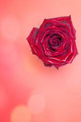 Wet rose on a pink background. Flower bud.