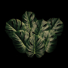 Minimal design foliage rainforest exotic and monstera leaves. Nature concept. Floral Greeting card.