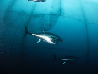 The bluefin tuna, common tuna or Atlantic bluefin tuna, is a species of tuna belonging to the...