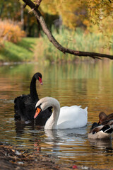 black swan on the lake