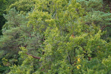 Blick auf grüne Baumwipfel im Küstenwald bei Heringsdorf in Usedom an der Ostsee
