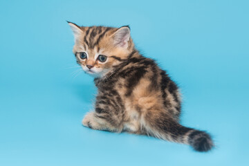 Naklejka na ściany i meble Small Scottish, striped kitten