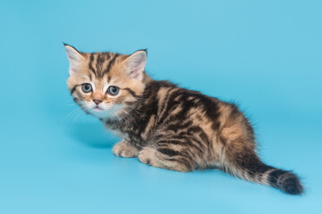 Small Scottish, striped kitten