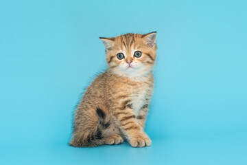 Small, beautiful, striped, Scottish kitten